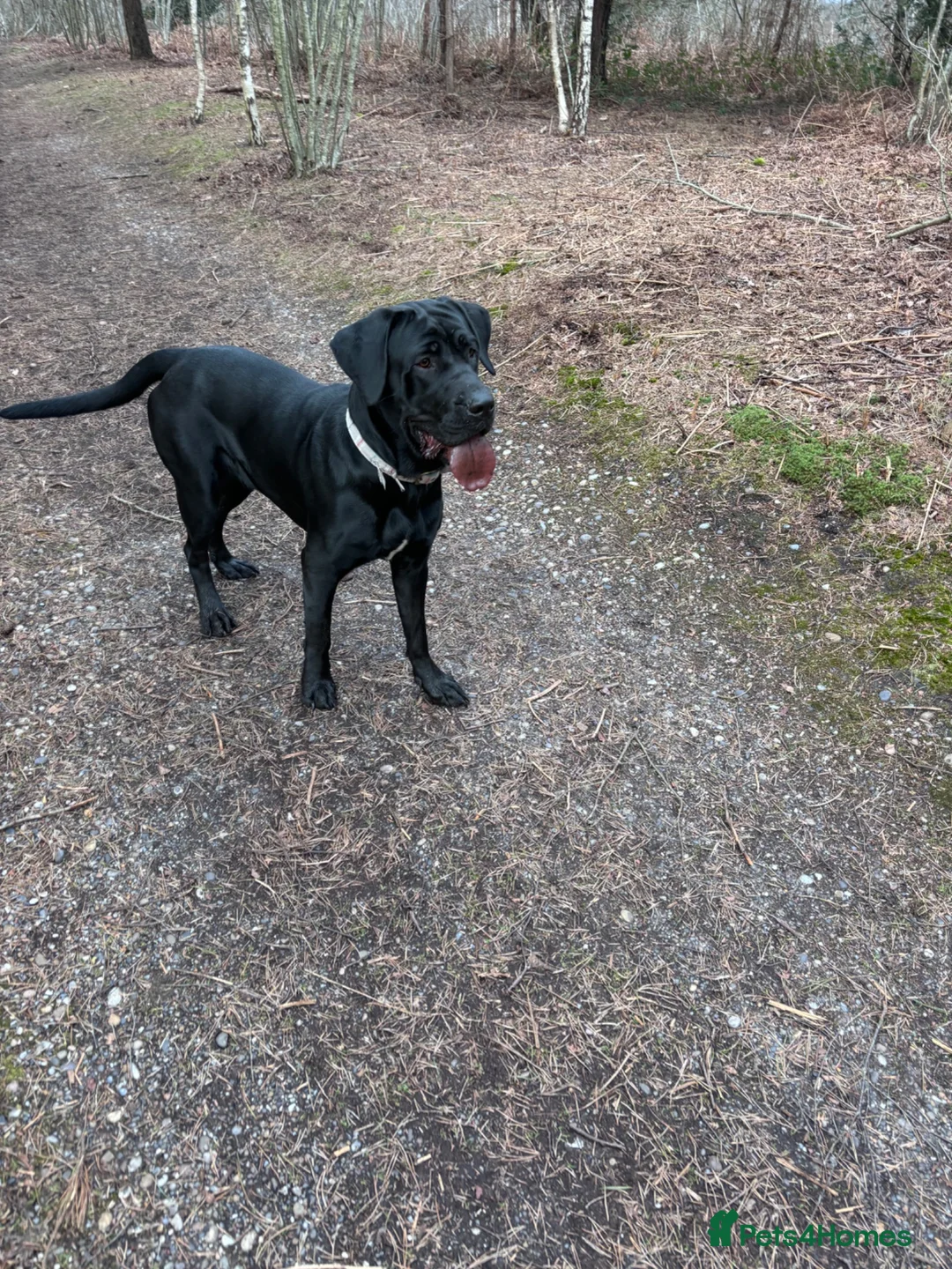 Mixed Breed dogs for sale: Cane corso X Labrador female - Advert 2