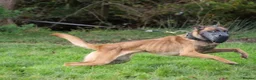 Belgian Shepherd Dog dogs for sale: Last 3 girls ready to leave now kc registered  - Advert 29