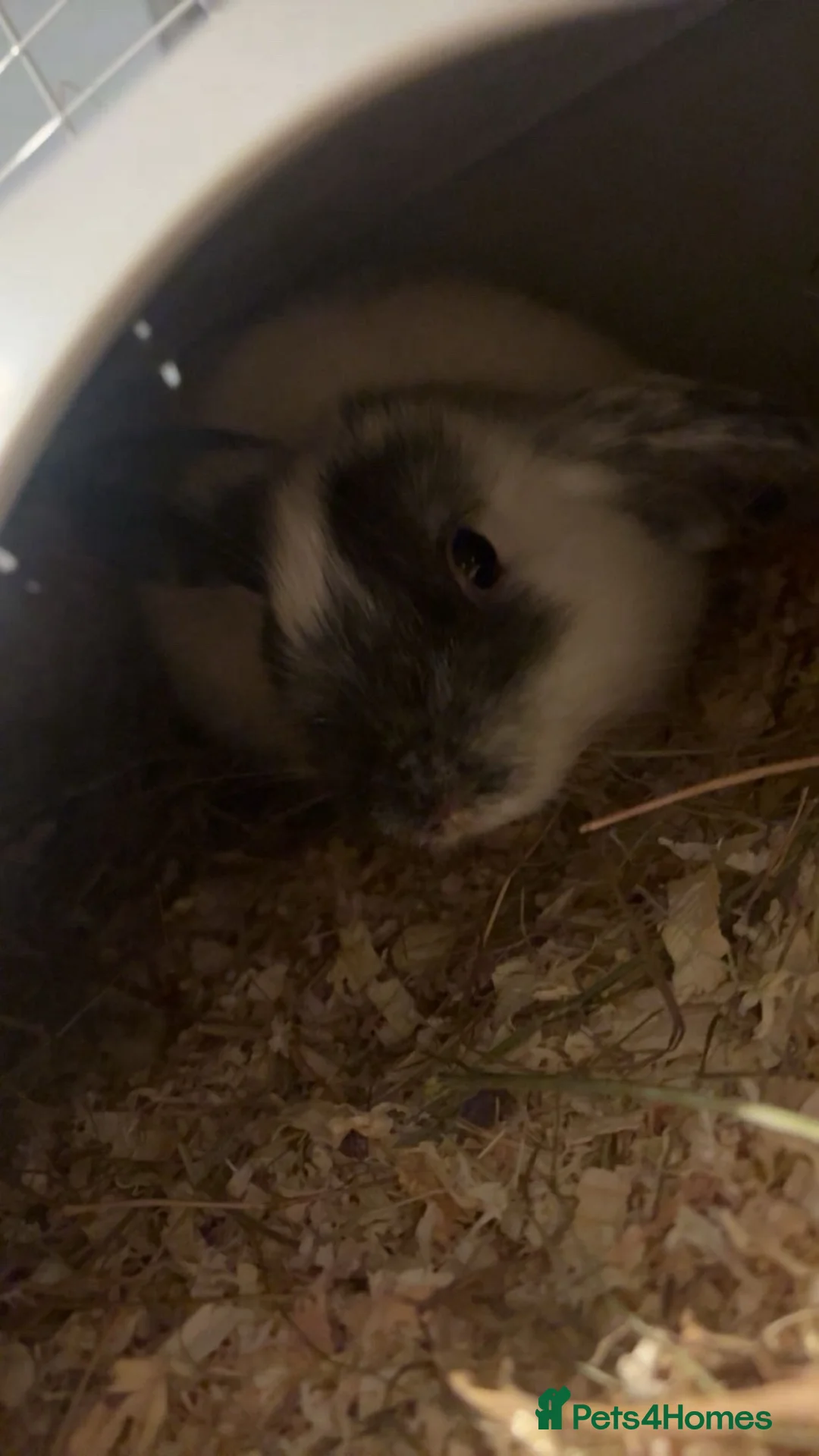 Mini Lop rabbits for sale: Female Mini lop  in Mexborough - Advert 2