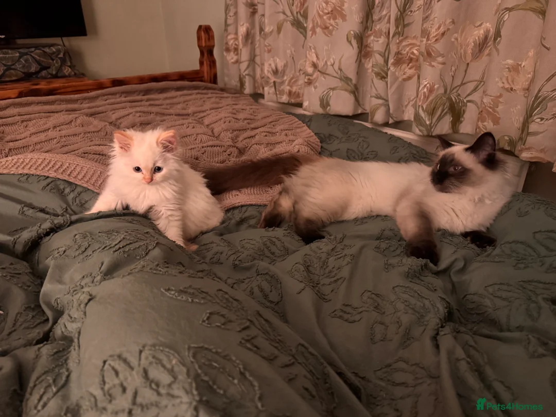 Ragdoll cats for sale: Flame point ragdoll - Advert 4