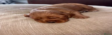 Cocker Spaniel red & white reserved 
