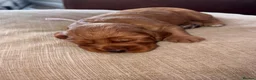 Cocker Spaniel dogs for sale: Working cocker spaniel puppies - Advert 6
