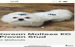 Maltese dogs for sale: Beautiful half Korean Kc reg Maltese  - Image 14