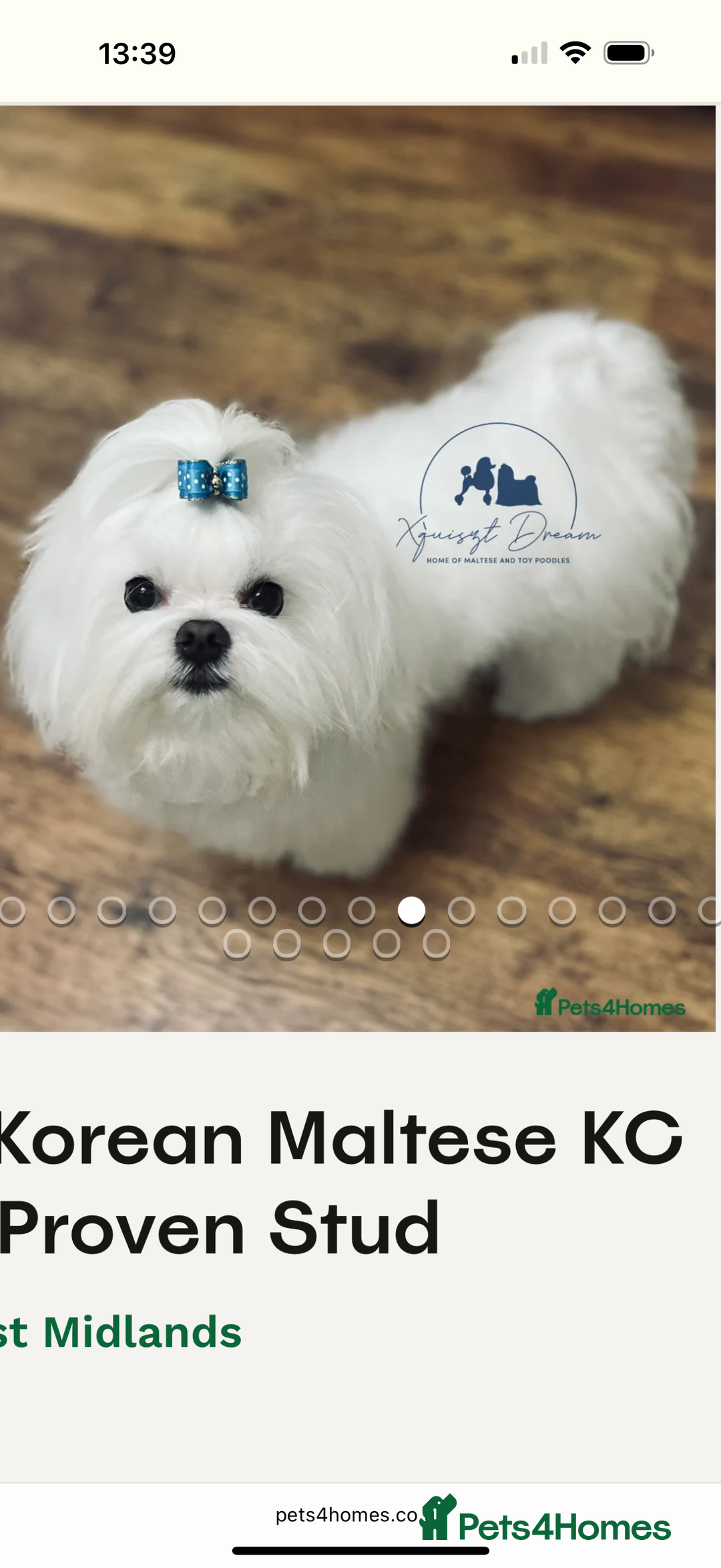 Maltese dogs for sale: Beautiful half Korean Kc reg Maltese  - Image 14