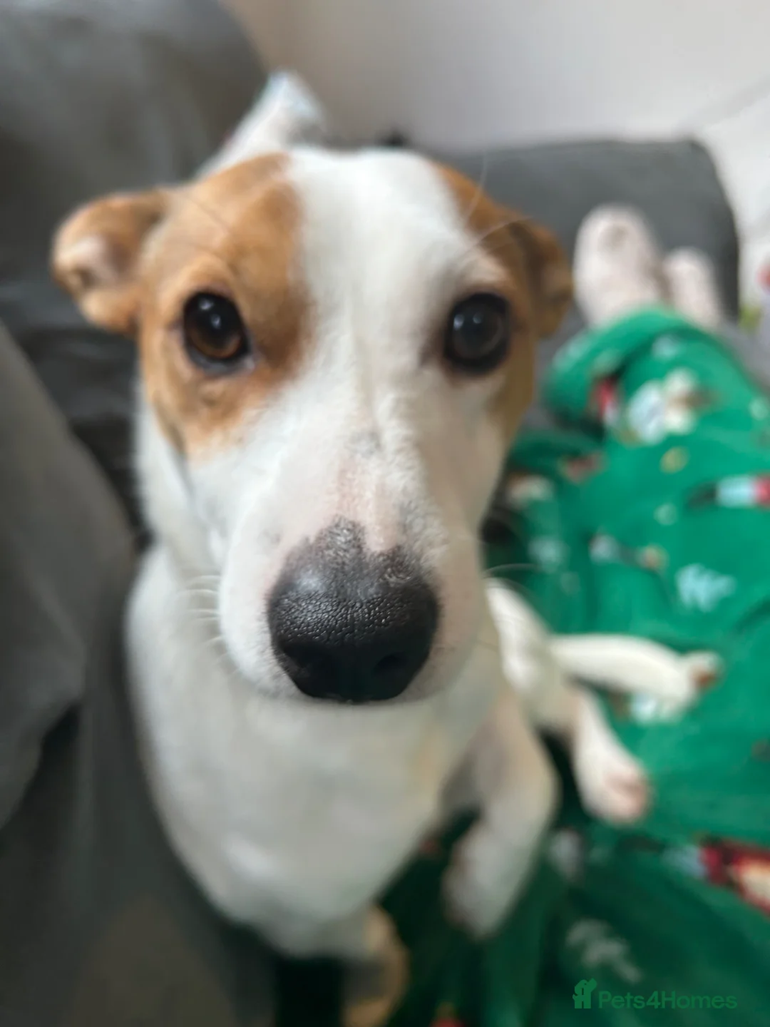 Jack Russell dogs for stud: Jack Russel terrier for stud  in Bishop's Stortford - Advert 2