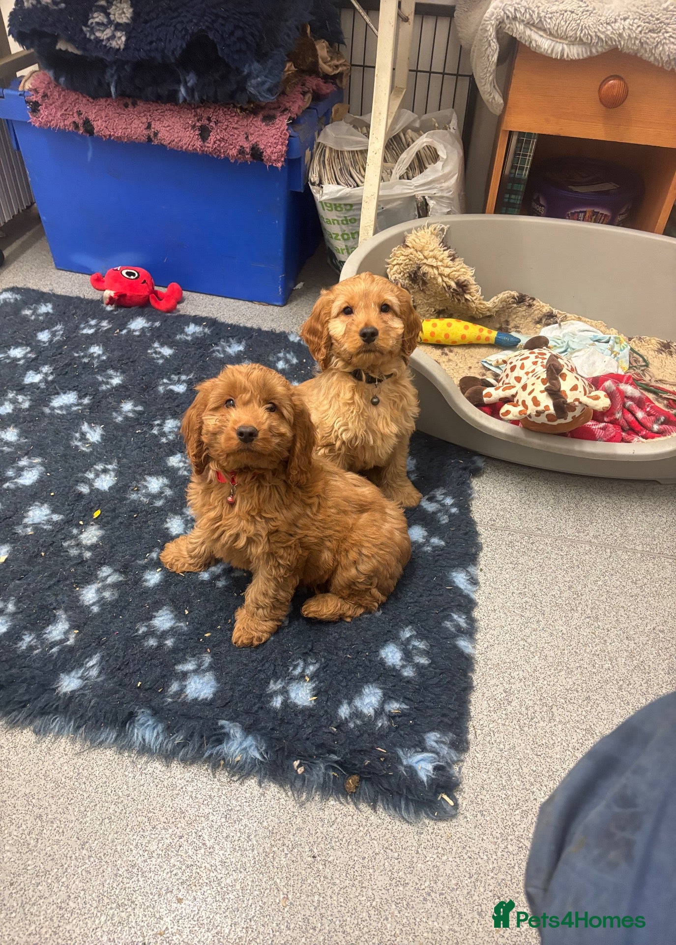 Cockapoo dogs for sale: F1 Cockapoo puppies Ready now. - Advert 13