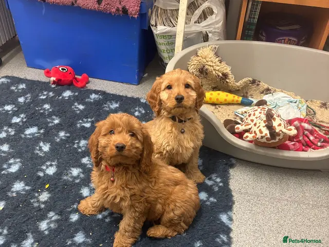 Cockapoo dogs for sale: F1 Cockapoo puppies Ready now. - Advert 13