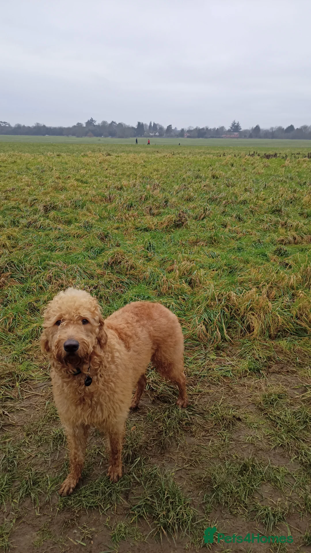 Labradoodle dogs for stud: F1 Labradoodle For Stud. in Reading - Advert 11