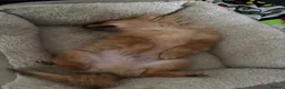 Pomchi dogs for sale: Male Pomchi  in Huntingdon - Advert 2