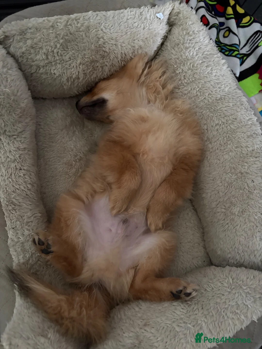 Pomchi dogs for sale: Male Pomchi  in Huntingdon - Advert 2