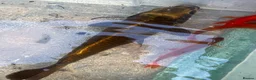 Koi Carp fish for sale: Koi carp/ghost carp - Advert 5
