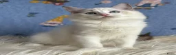 Ragdoll cats for sale: Beautiful Tica Registered Kittens Ragdoll - Advert 29