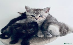 Scottish Fold cats for sale: Scottish fold kitties for sale  - Advert 4