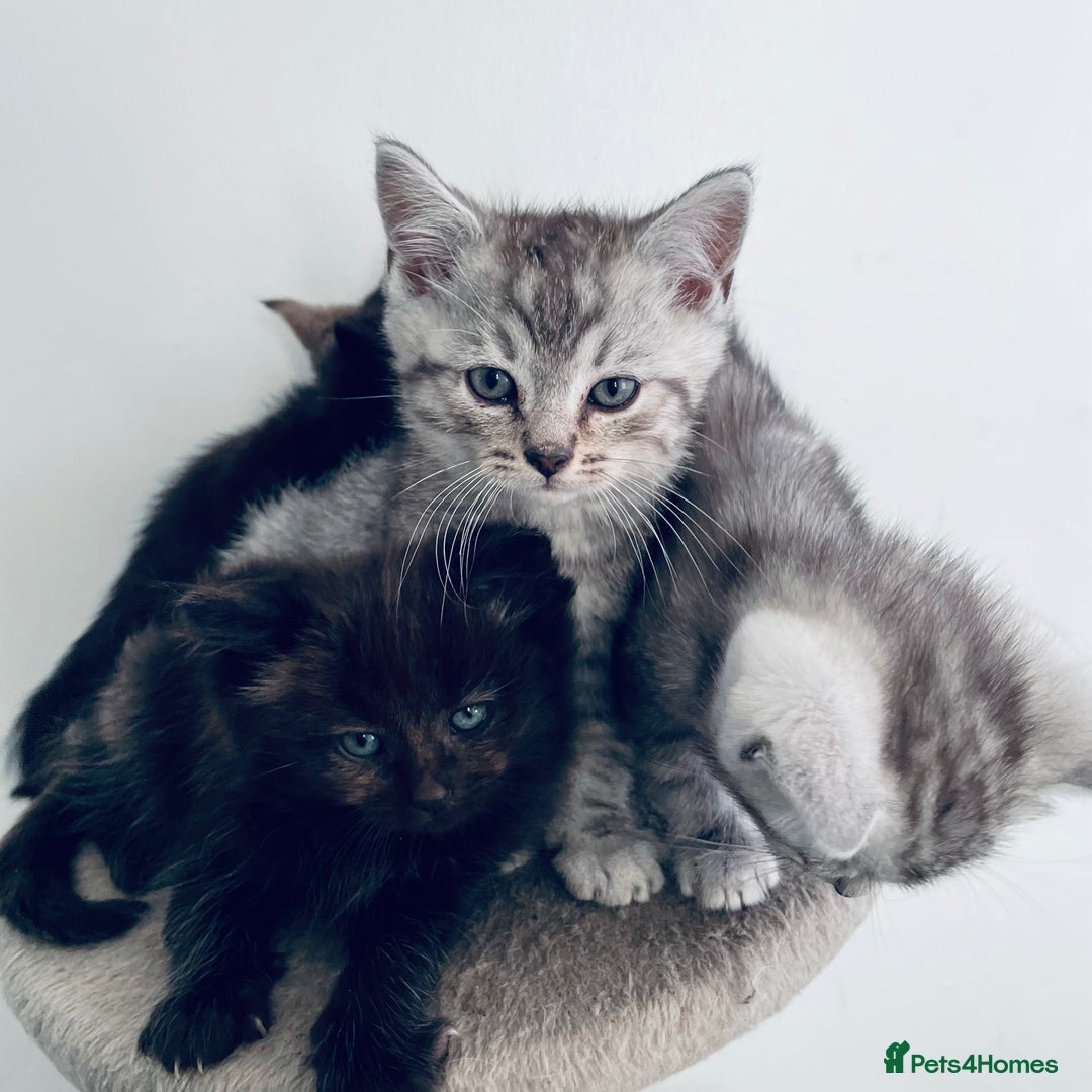 Scottish Fold cats for sale: Scottish fold kitties for sale  - Advert 4