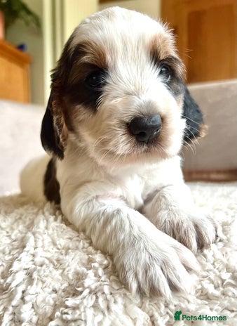 Cockapoo dogs F1B cockapoo puppies - Advert 11