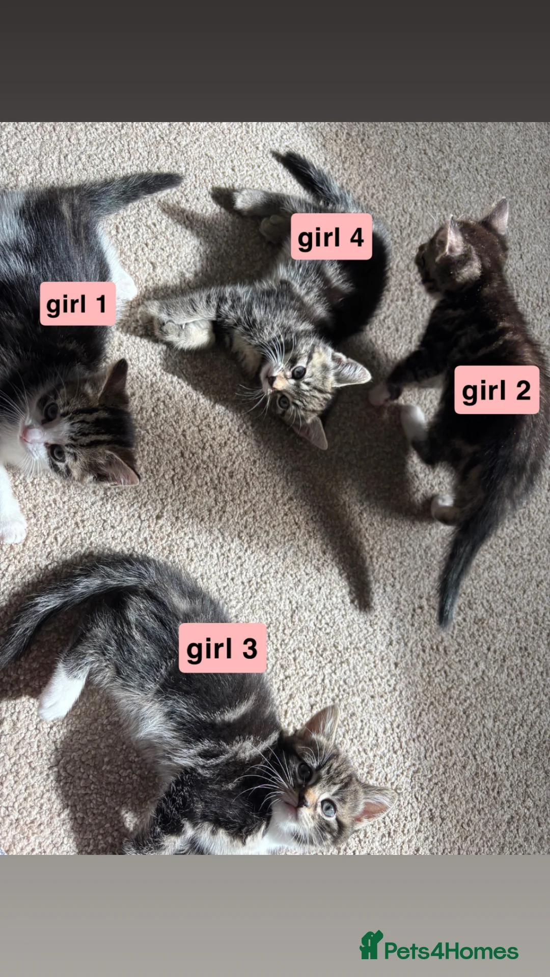 Mixed Breed cats for sale: 5 kittens in Seaham - Advert 19