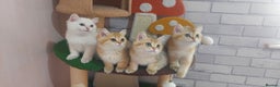 British Shorthair cats for sale: Golden British shorthair Pedigree Neutered  - Advert 15