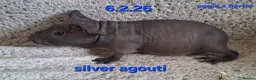 Guinea Pig rodents for sale: 5 male skinny/werewolf pig boars  - Advert 2