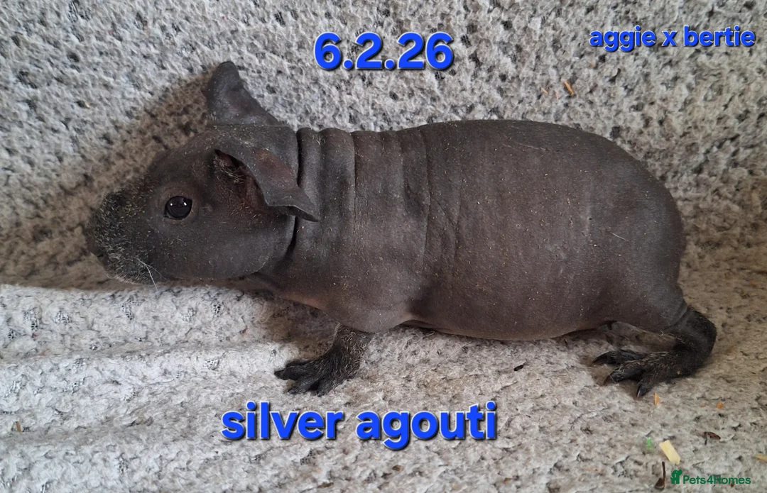 Guinea Pig rodents for sale: 5 male skinny/werewolf pig boars  - Advert 2