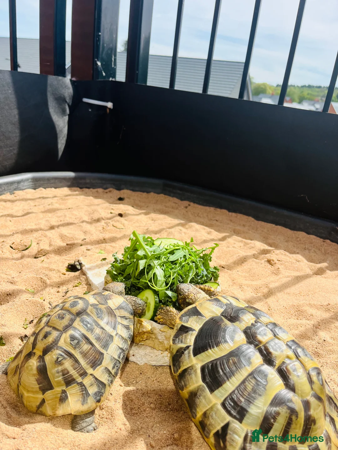 Hermann Tortoise reptiles for sale: 2 Hermann tortoise  - Advert 1