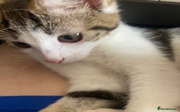 European cats for sale: 2 Adorable Kittens ready for their forever homes  - Image 3