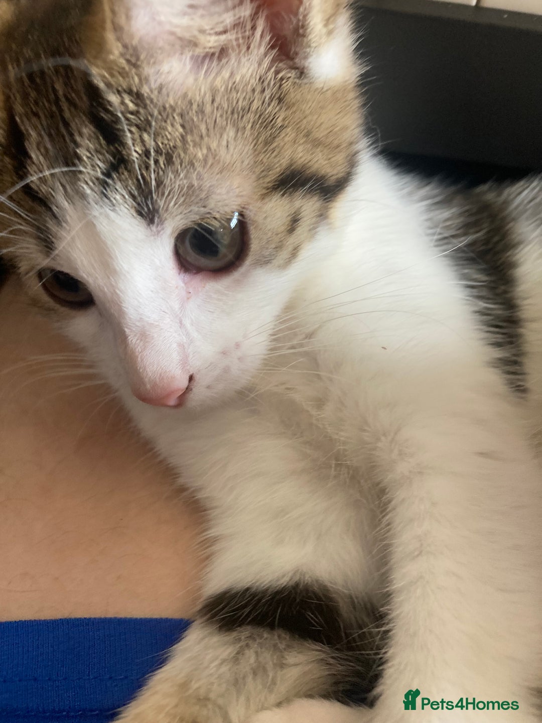 European cats for sale: 2 Adorable Kittens ready for their forever homes  - Image 3