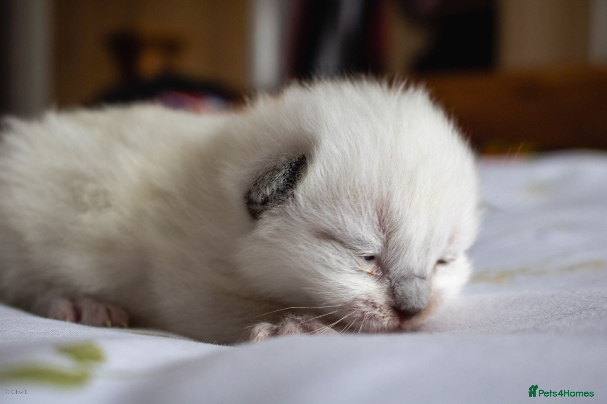 Ragdoll cats Pedigree dna tested ragdoll kittens - Advert 14