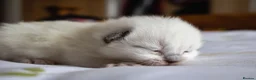 Ragdoll cats for sale: Pedigree dna tested ragdoll kittens - Advert 14