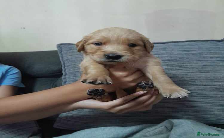 Golden Retriever dogs - Advert 1
