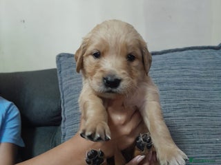 Golden Retriever dogs - Advert 5