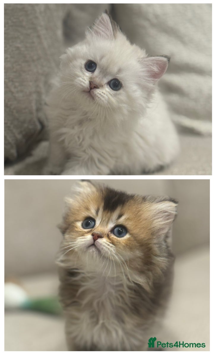 British Shorthair cats TICA Cream and golden British longhair  - Advert 13