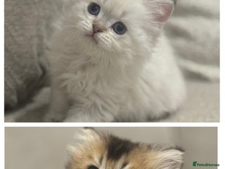 British Shorthair cats TICA Cream and golden British longhair - Advert 13