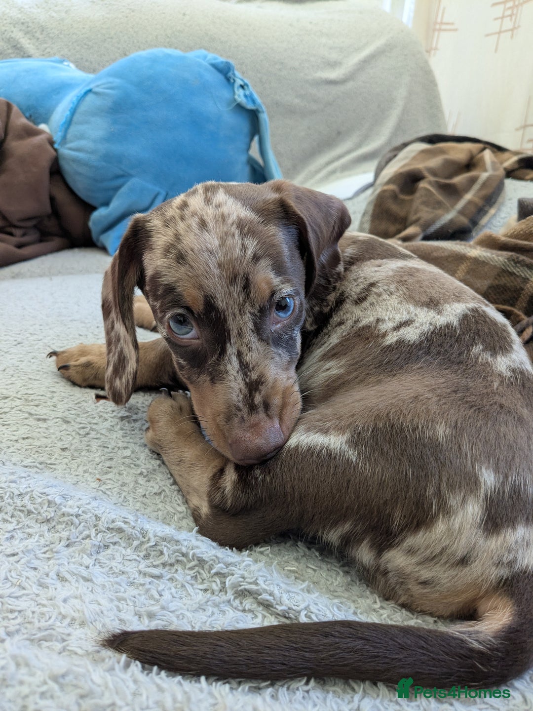 Miniature Dachshund dogs for sale: Miniature dachshund X2 for sale - Image 1