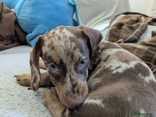 Miniature Dachshund dogs - Advert 2