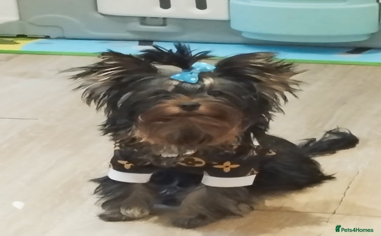 Yorkshire Terrier dogs in Leeds - Advert 8