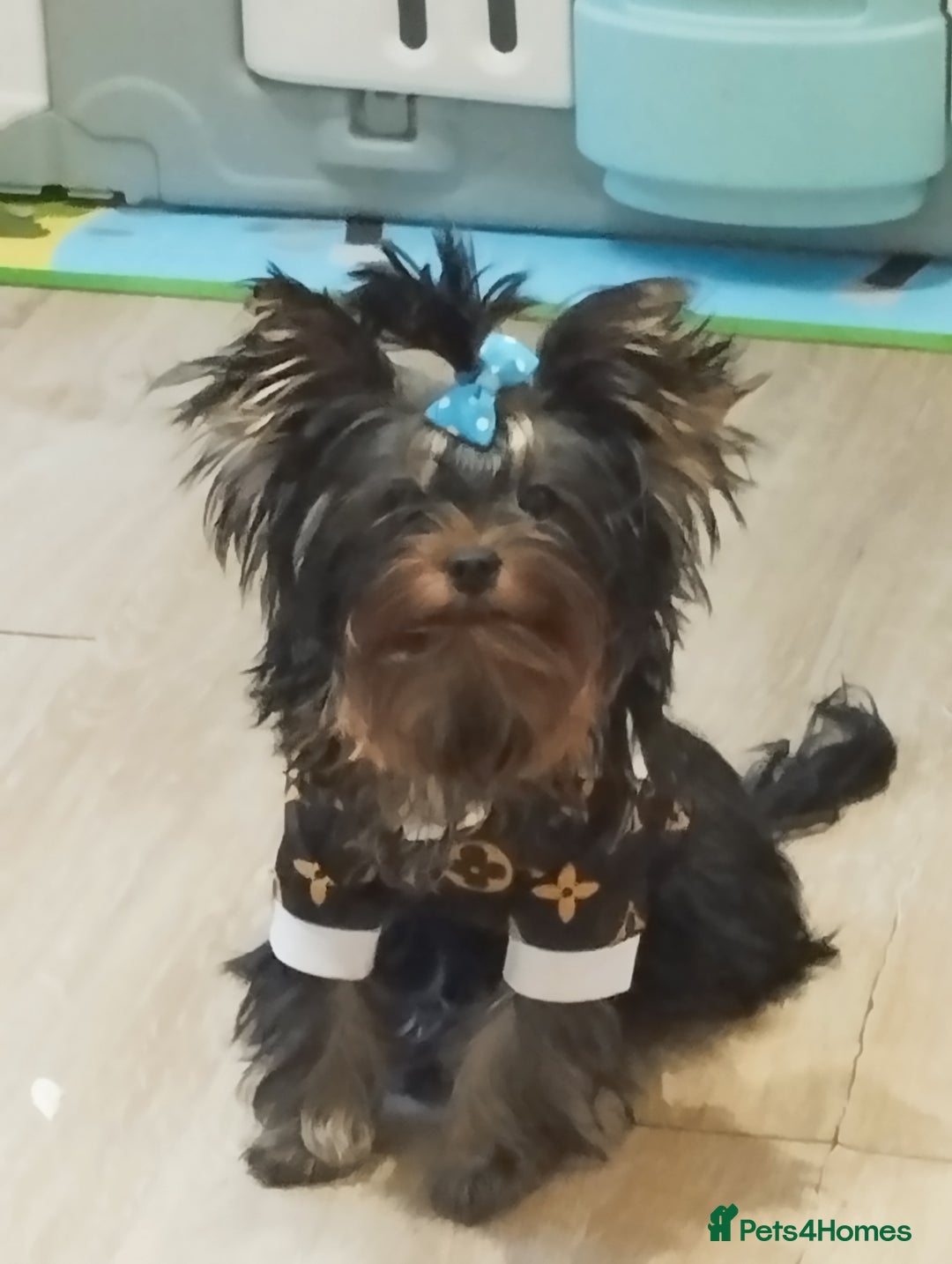 Yorkshire Terrier dogs for sale: 💝💝💝Both sides many champions 💝💝💝 in Leeds - Image 14