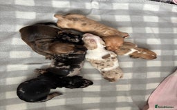 Dachshund dogs for sale: Dapple Dachshund Puppies (5 Girls, 1 Boy) - Image 3