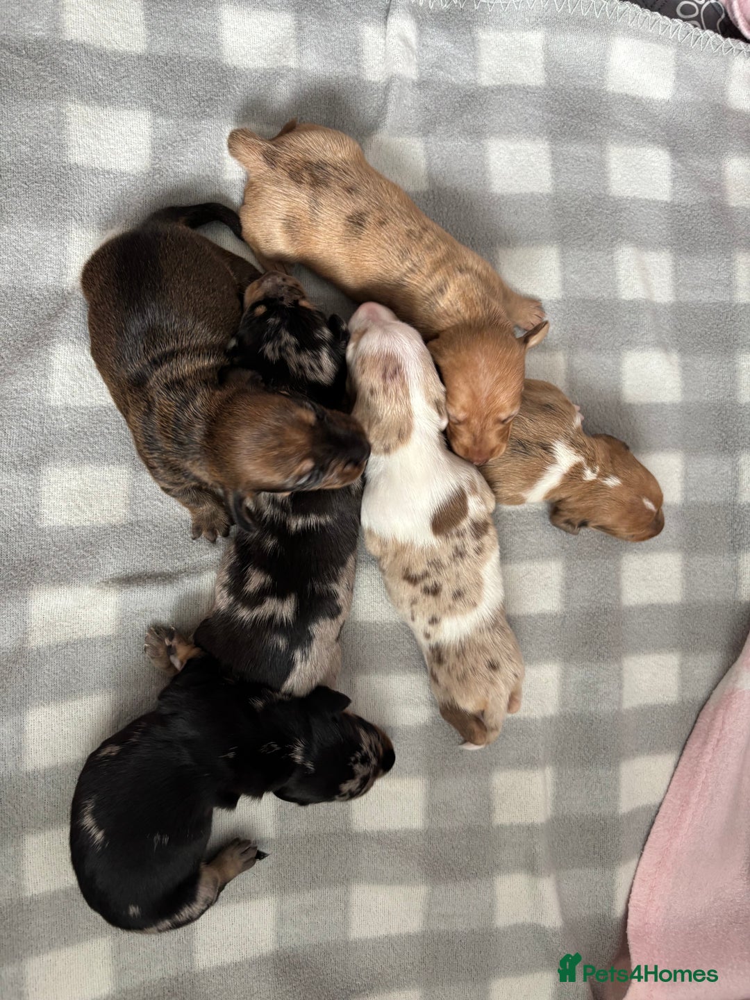 Dachshund dogs for sale: Dapple Dachshund Puppies (5 Girls, 1 Boy) - Image 3