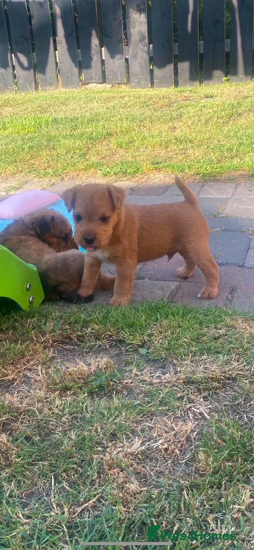 Lakeland Terrier dogs Lakeland terrier Puppys  - Advert 5