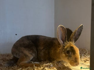 Rex rabbits Pure Rex baby rabbits - Advert 4