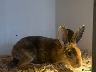 Rex rabbits Pure Rex baby rabbits - Advert 9