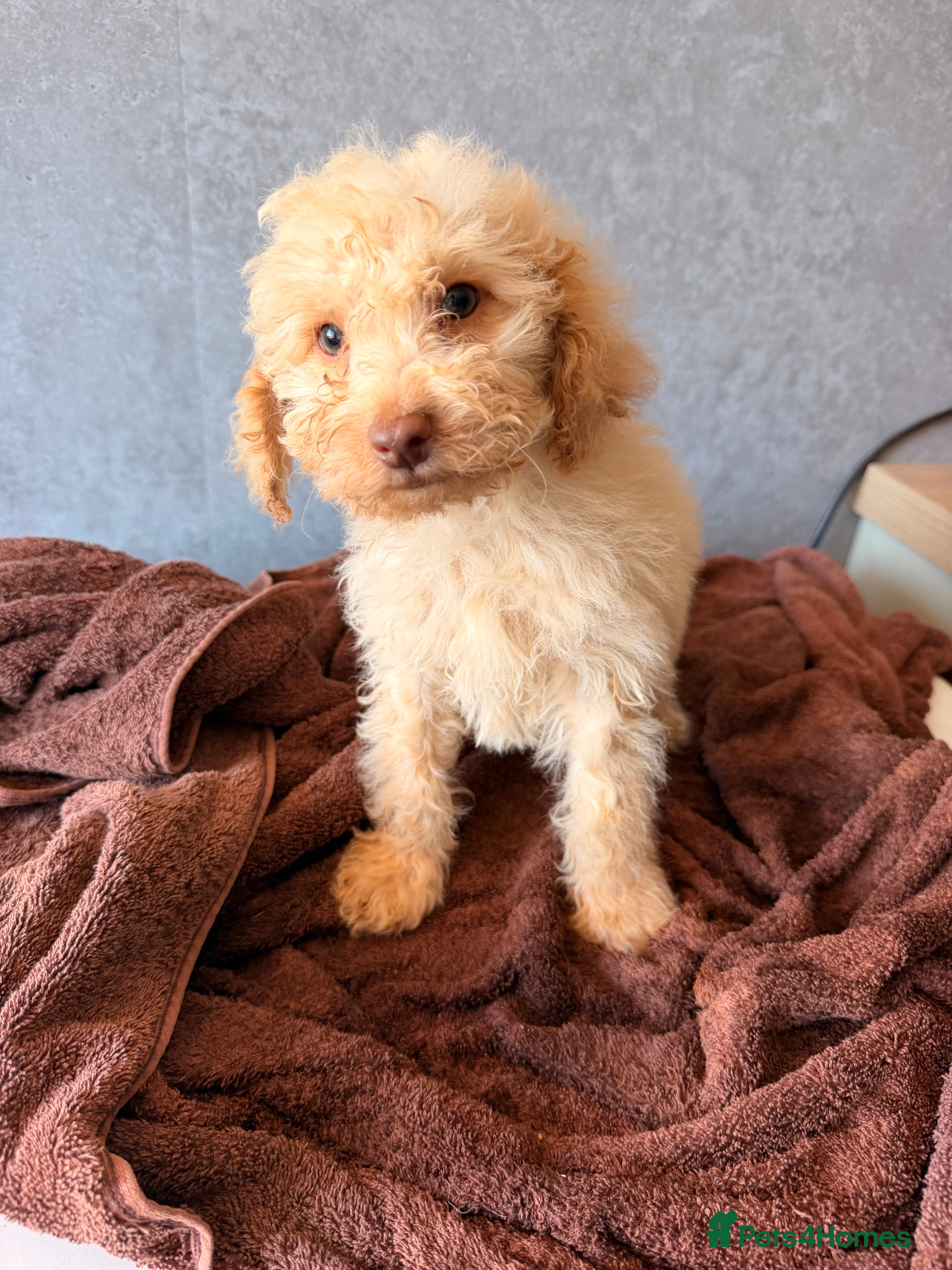 Cockapoo dogs F1b cockerpoos ready today   - Advert 2