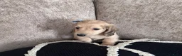 Miniature Dachshund dogs for sale: **One boy left**Cream miniature dachshunds - Advert 13