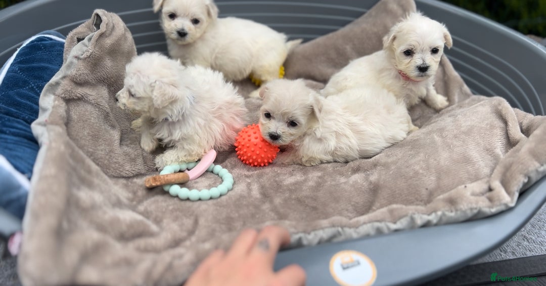 Bichon Frise dogs for sale: Beautiful Bichon Frise only 1 available  - Image 33