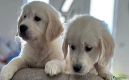 Golden Retriever dogs for sale: STUNNING HEALTH CHECKED PUPPIES - Image 4
