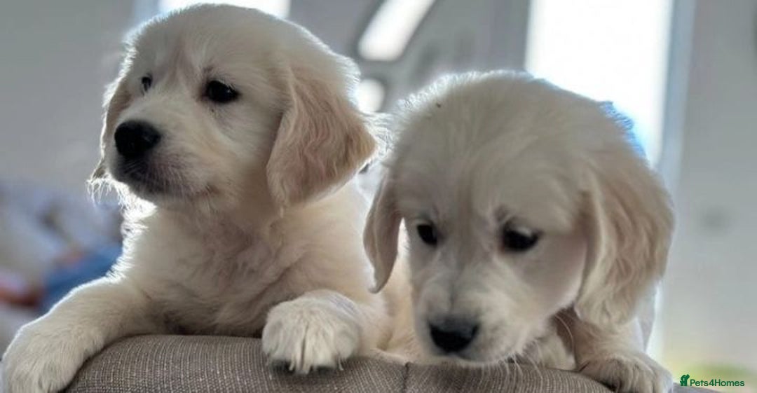 Golden Retriever dogs for sale: STUNNING HEALTH CHECKED PUPPIES - Image 4