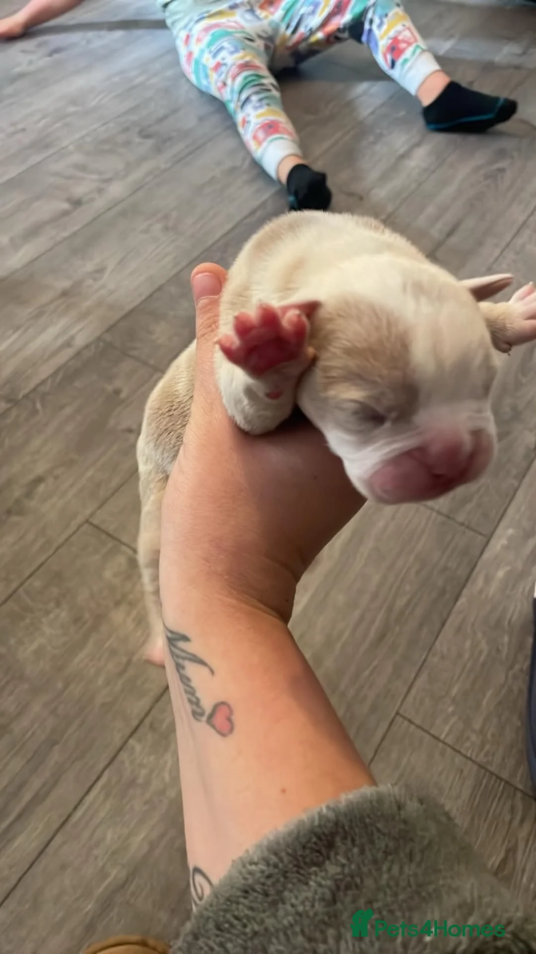 Dorset Olde Tyme Bulldogge dogs for sale: Old Tyne bulldog puppies in Dartford - Advert 2