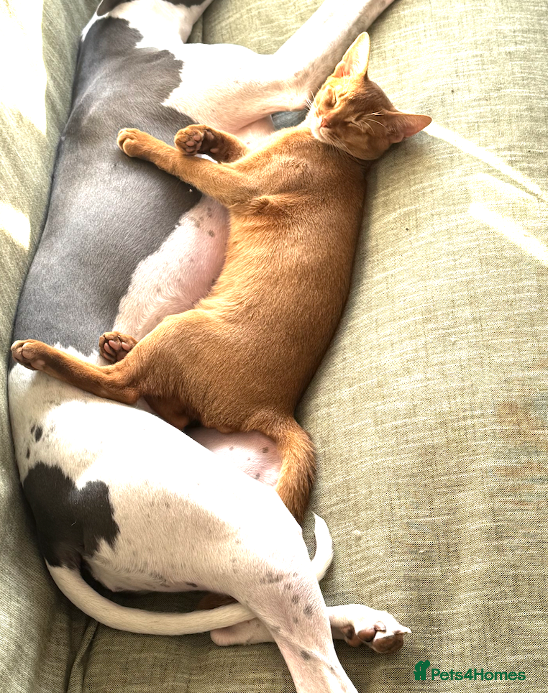 Abyssinian cats for sale: Sorrel Abyssinian, GCCF Reg, Champion Line - Image 11