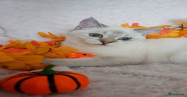 Scottish Fold cats - Advert 3