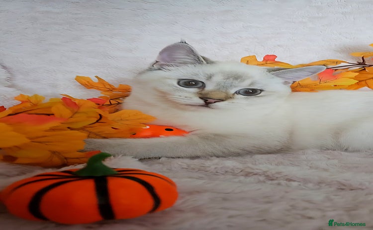 Scottish Fold cats - Advert 5